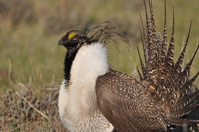 No, ‘regenerative ranching’ is not good for grassland birds (commentary)