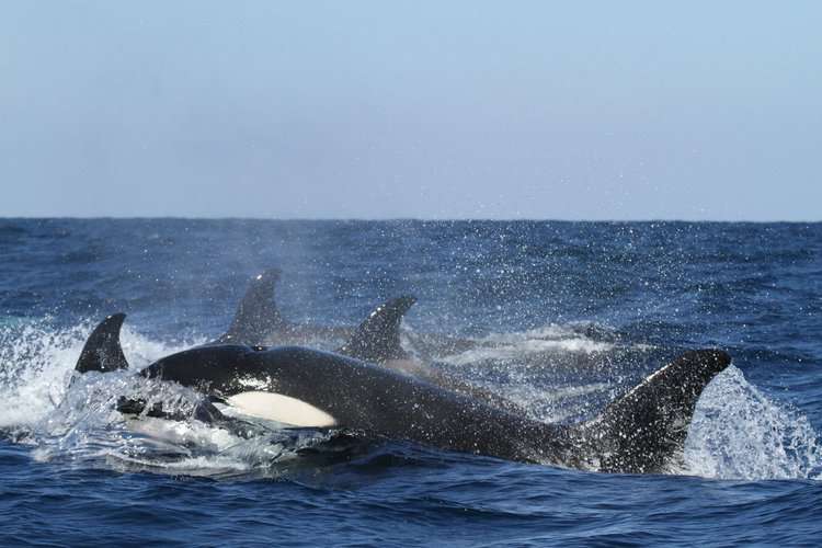 5 rescued after orcas sink boat off Portuguese coast