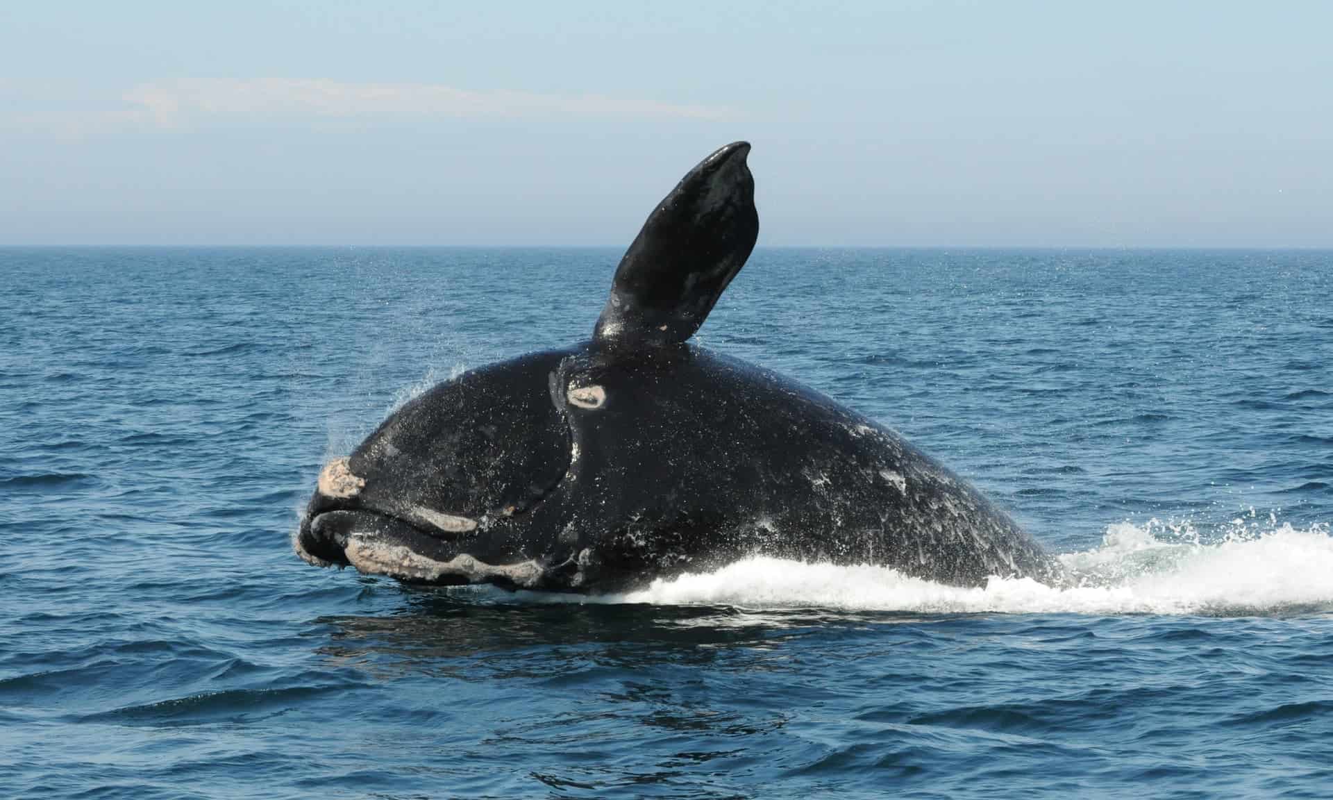 North Atlantic right whales now officially 'one step from extinction'