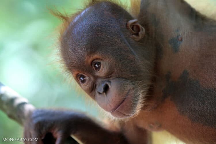 A baby orangutan in Indonesia’s North Sumatra province. Image by Rhett A. Butler/Mongabay.