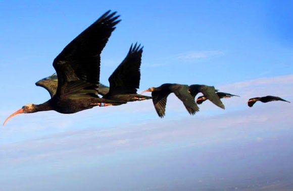 Northern Bald Ibises Take Turns When Flying in V-Shaped Formation