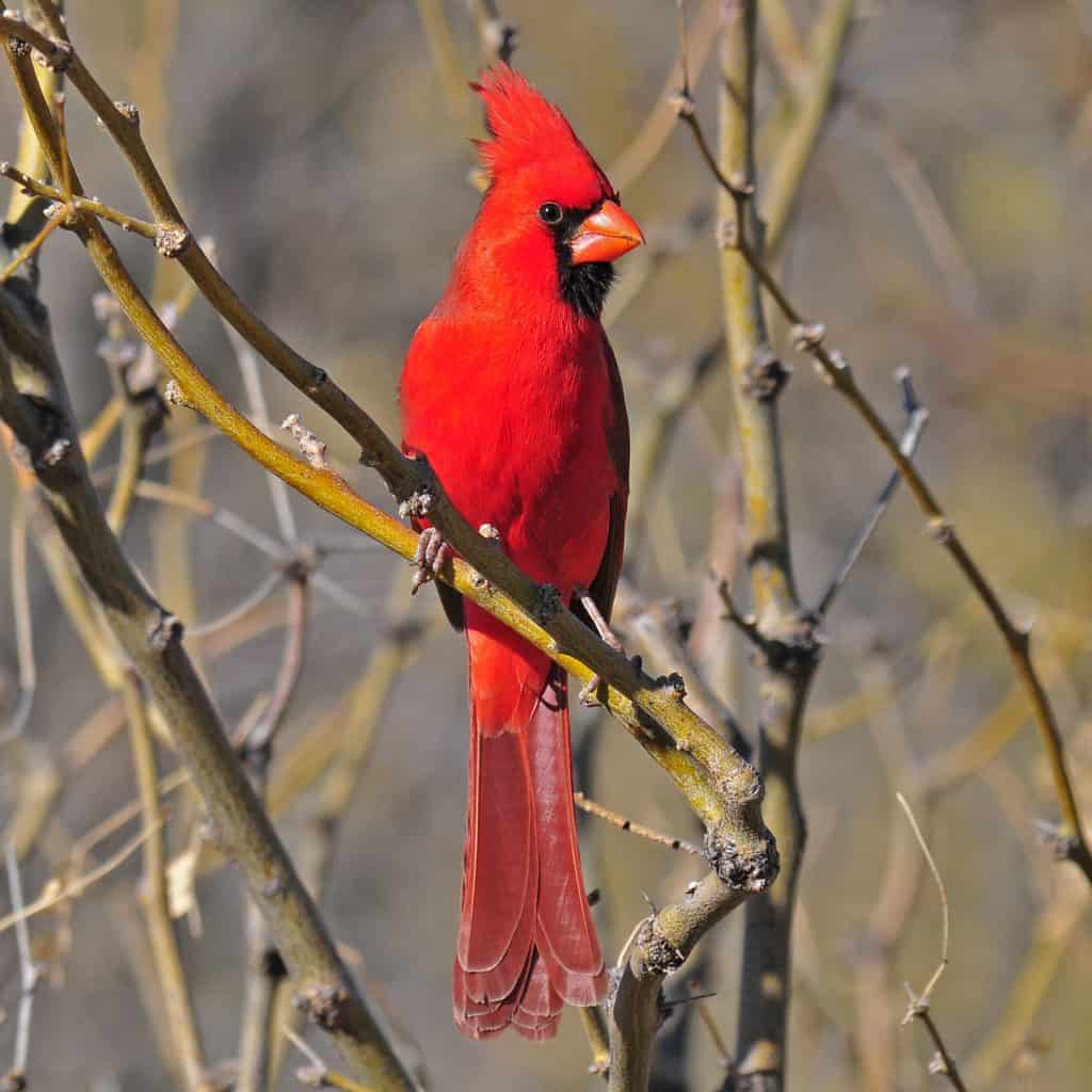 Northern Cardinal – Male