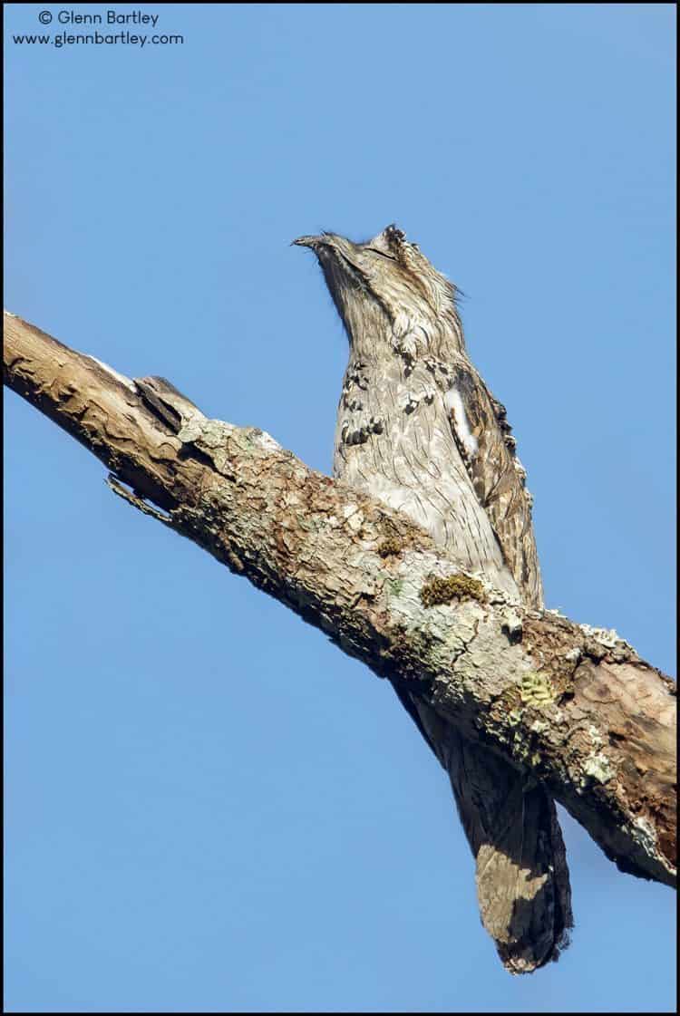 Northern Potoo (Nyctibius jamaicensis)