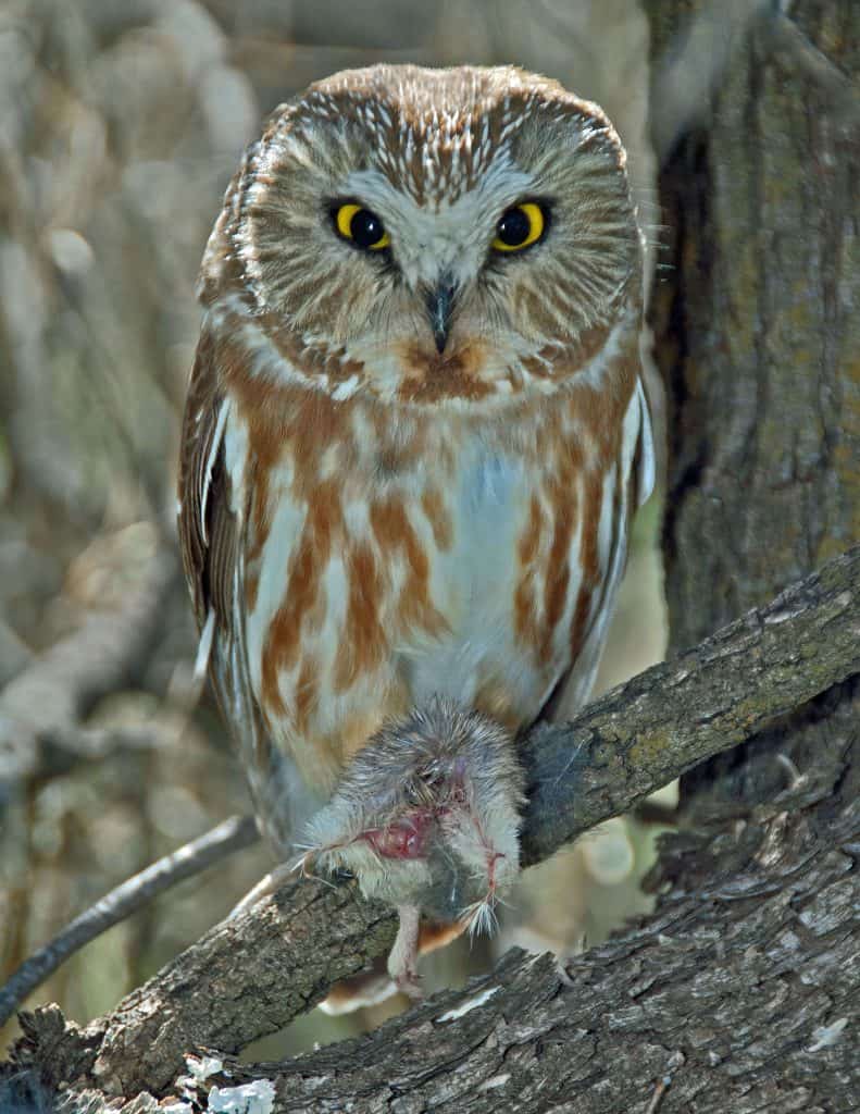 Northern Saw-whet Owl W/prey