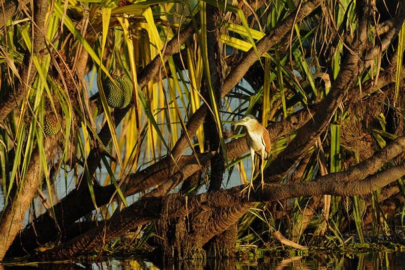 Northern Territory Road trip (Part IV – Kakadu National Park)