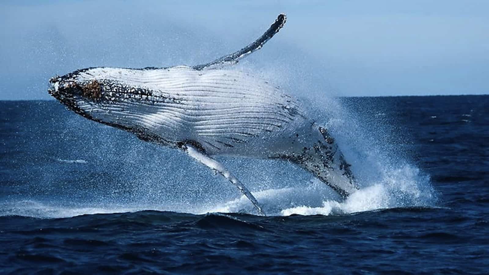Norway Continues Whale Slaughter with 2021 Hunting Quota