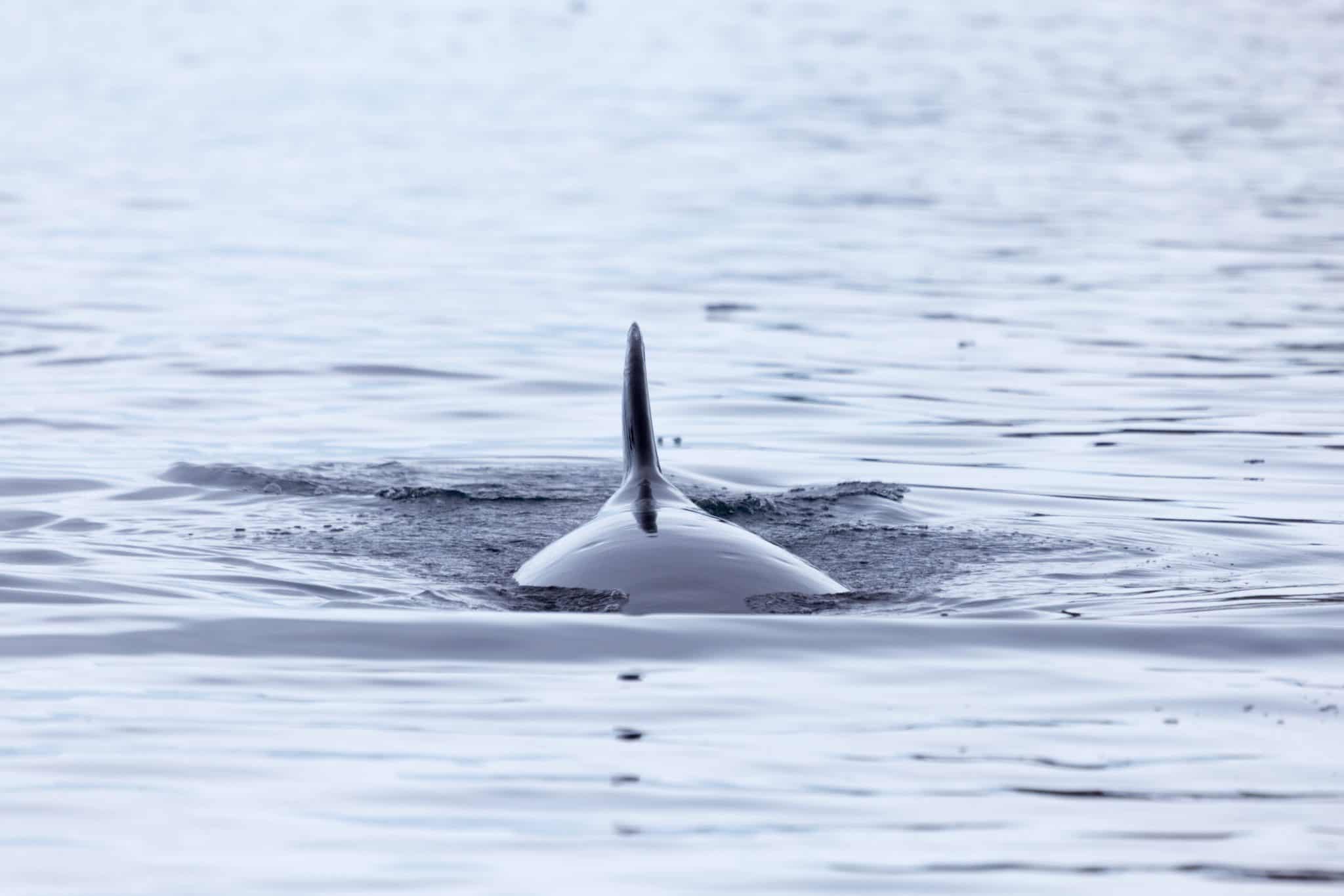 Norway Releases 2021 Hunting Quota for Over 1200 Minke Whales