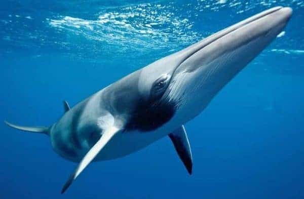 Norway to conduct ‘cruel’ minke whale tests despite opposition