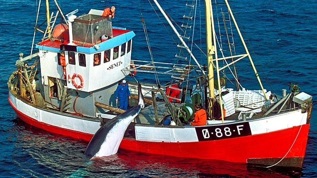Norway's barbaric slaughter of hundreds of majestic minke whales casts a shadow over its proud, wealthy and enlightened outlook