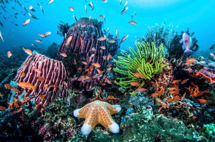 A view of the underwater world of the Philippines, Pacific Ocean. Giordano Cipriani / The Image Bank / Getty Images