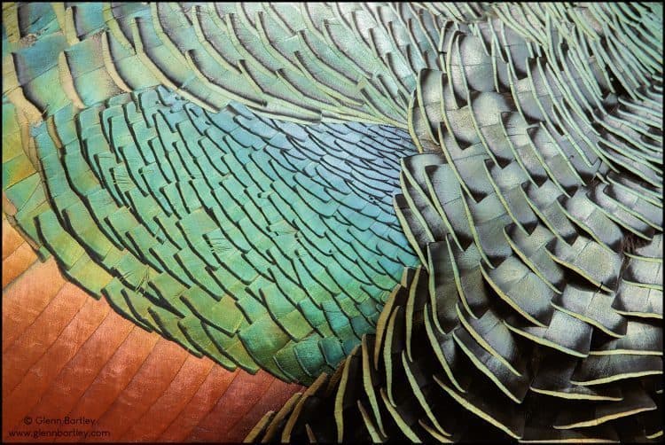 Ocellated Turkey (Meleagris ocellata)