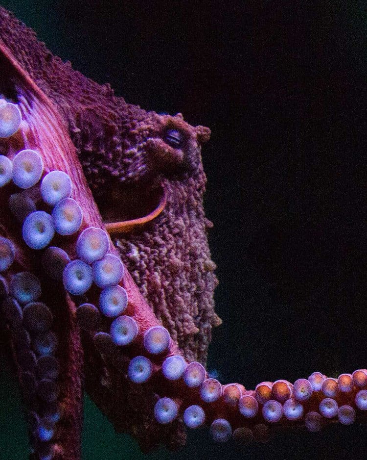 Octopus are intelligent, sensitive animals. PHOTO: ADOBE STOCK / THE SPEEDY BUTTERFLY