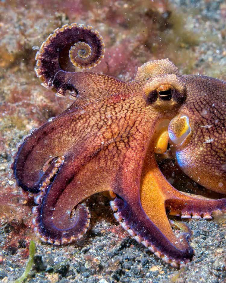 Help us take a stand for the world's oceans and ban octopus farming in the Canary Islands. PHOTO: ADOBE STOCK / ANDREA IZZOTTI