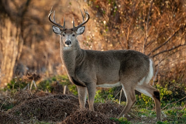 Ohio man fatally shoots son while deer hunting