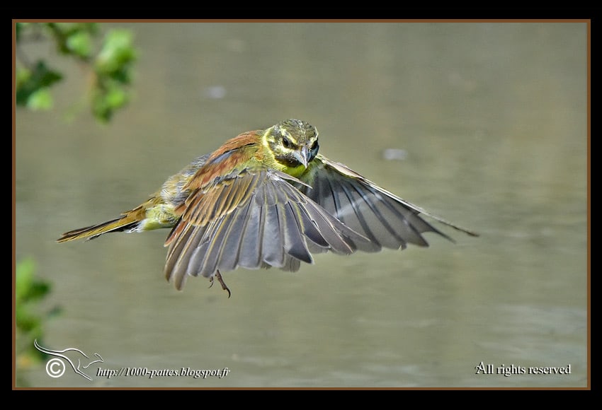 Hovering Cirl Bunting!