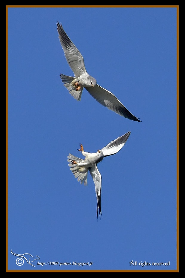Black-winged Kite, Parading