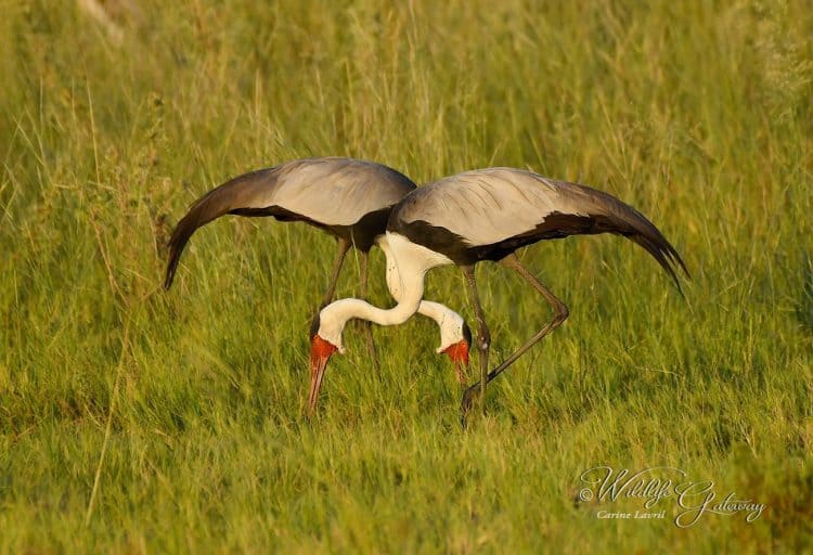 Wattled Cranes, at Heart