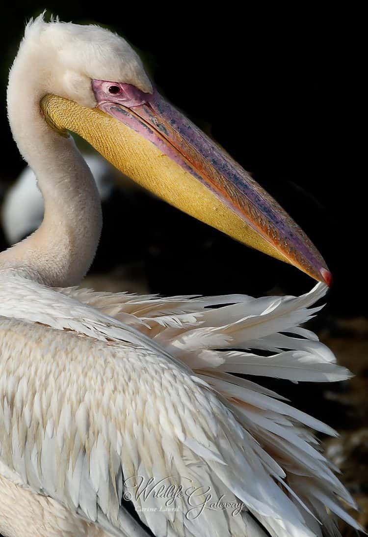 White Pelican in Uganda