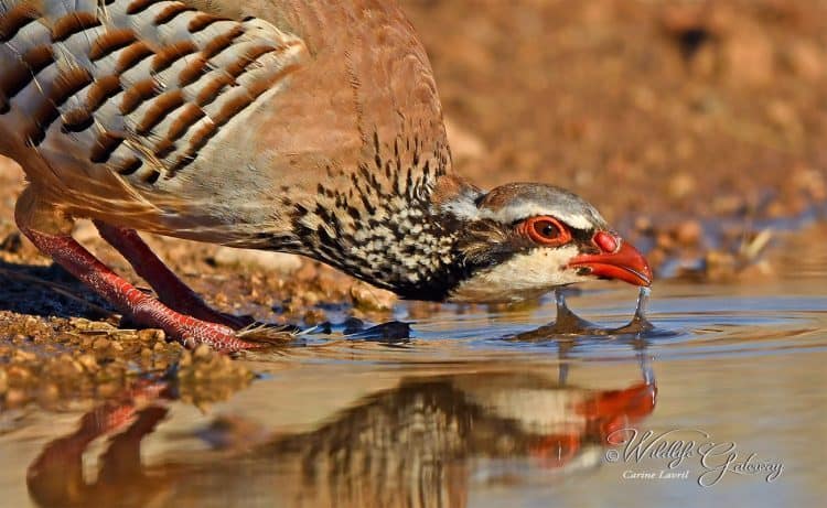 Red-legged Partridge