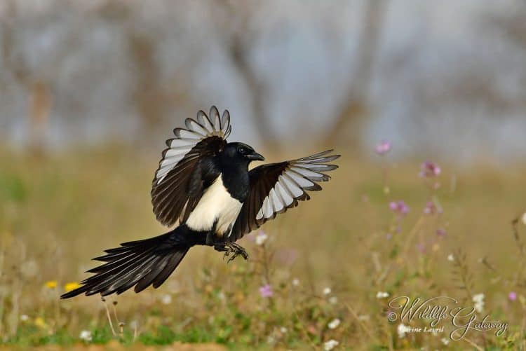 Simply Magpie!