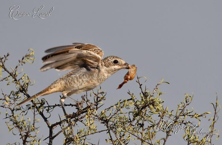 Woodchat Shrike with Toad