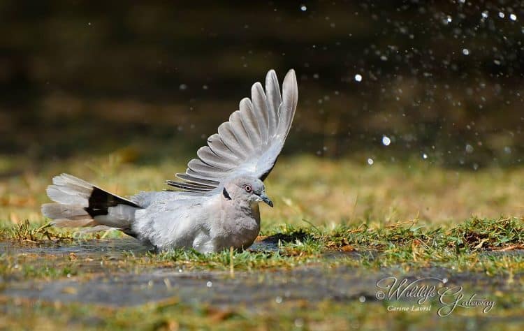 Good – Mourning Dove!