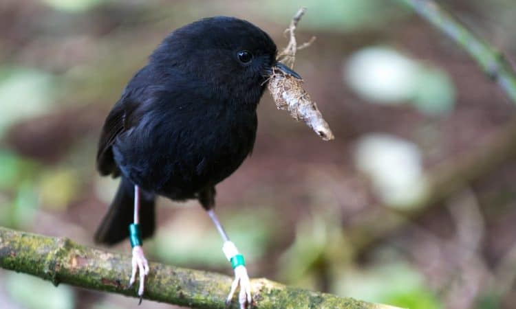 Once a global conservation success story, New Zealand’s black robin in trouble again
