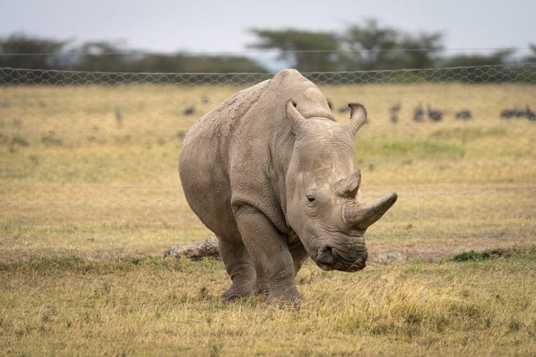 One of world’s last two northern white rhinos withdrawn from breeding program
