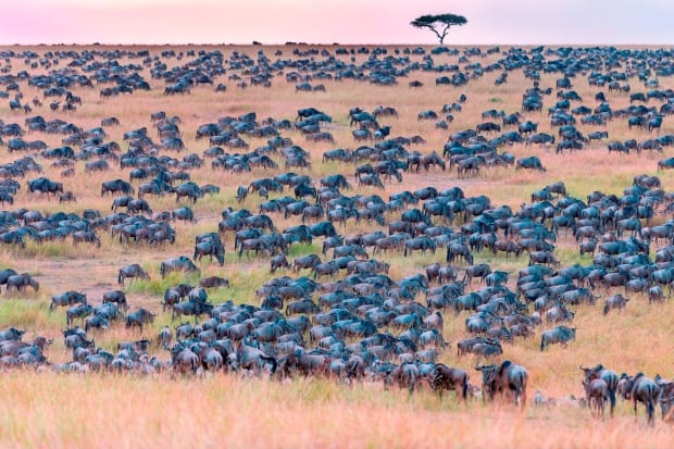 Can you spot the zebra in this busy picture showing wildebeests?Credit: SWNS:South West News Service