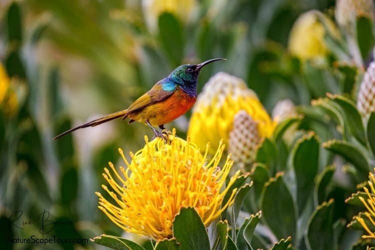 Orange-breasted Sunbird on Protea Flower