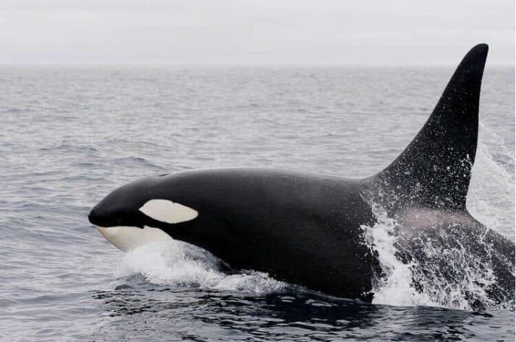 Southern resident orca pod falls to lowest number in 46 years