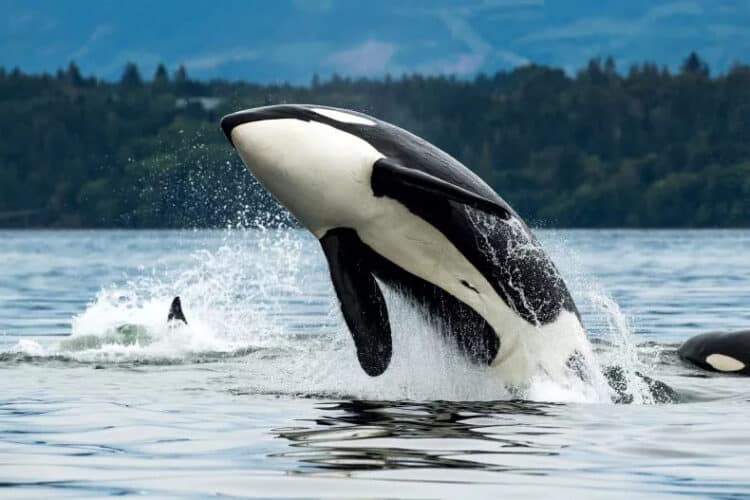 A file photo of a Bigg's orca jumping out of the sea off Vancouver Island, Canada. An orca was found dead in Russia with seven whole sea otters inside its stomach and throat. ISTOCK / GETTY IMAGES PLUS