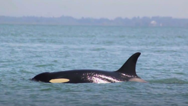 Orca Mother Who Carried Dead Calf 17 Days Is Pregnant Again