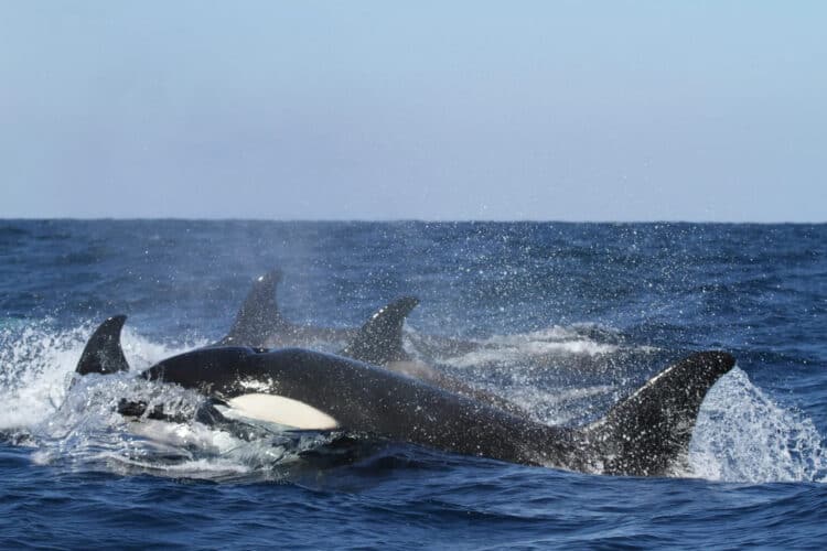 Pregnant Orca ‘White Gladis’ Starts an Uprising