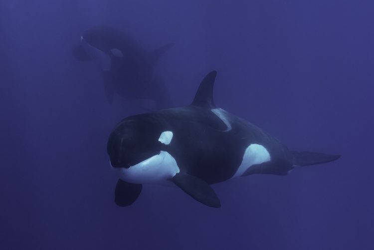A female orca off the coast of Western Australia. by wildestanimal / Moment / Getty Images