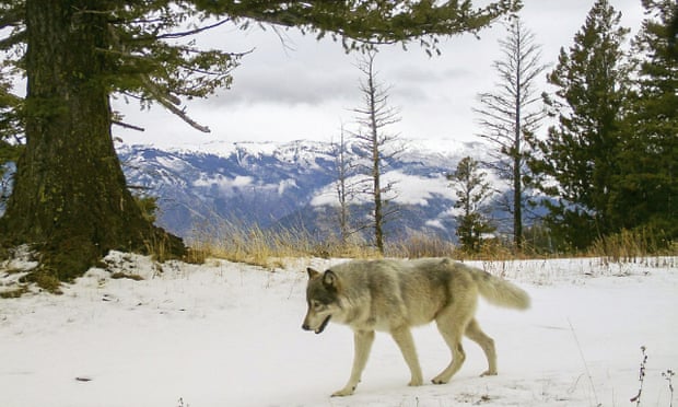 Oregon wolf makes history on lengthy journey to California