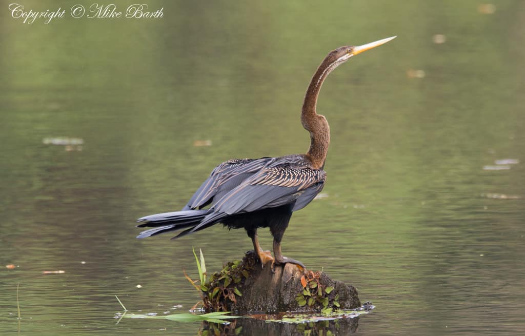 Oriental Darter Anhinga melanogaster