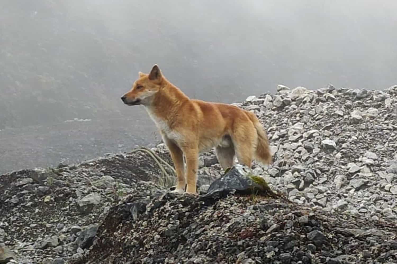 Original New Guinea Singing Dogs Still Exist in the Wild, Study Shows