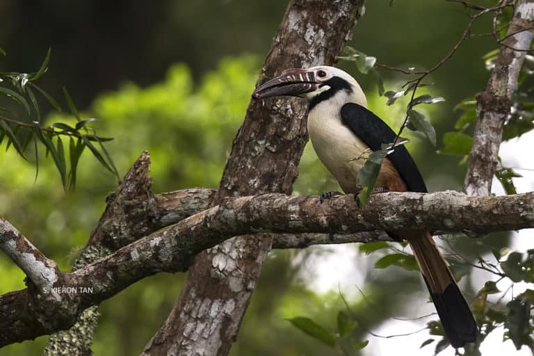 Ornithologists discover more rare hornbills than thought on Philippine island