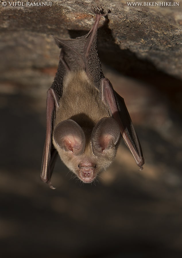 Hipposideros Fulvus | Fulvous Leaf-nosed Bat