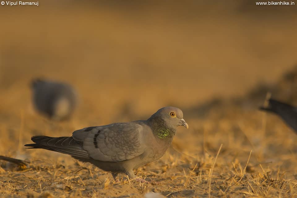 Yellow-eyed Pigeon  –  Columba Eversmanni
