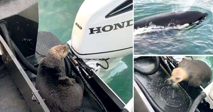 Otter escapes jaws of killer whale by jumping on board boat