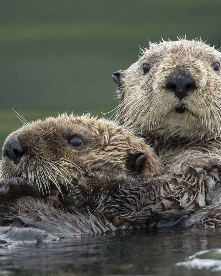 Sea Otters Face New Deadly Threat, and Humans Can Catch It, Too