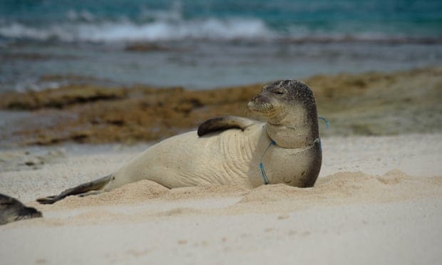 Over 47 tons of plastic found at US marine reserve – and an entangled seal