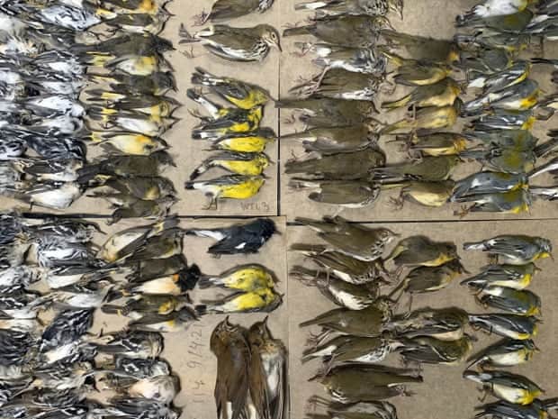 ‘Overwhelming’: hundreds of migrating birds die after crashing into NYC glass towers