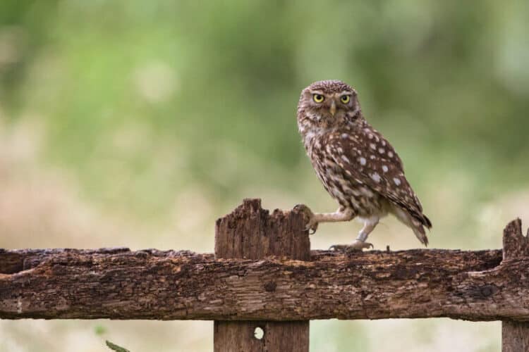 A little owl (Athene noctua). The sensors detected species including animals such as badgers (Meles meles) and little owls (Athene noctua), trees such as ash (Fraxinus spp.) and linden (Tilia spp.), as well as pathogenic fungi like Septoriella. Image by Martha de Jong-Lantink via Flickr (CC BY-NC-ND 2.0).