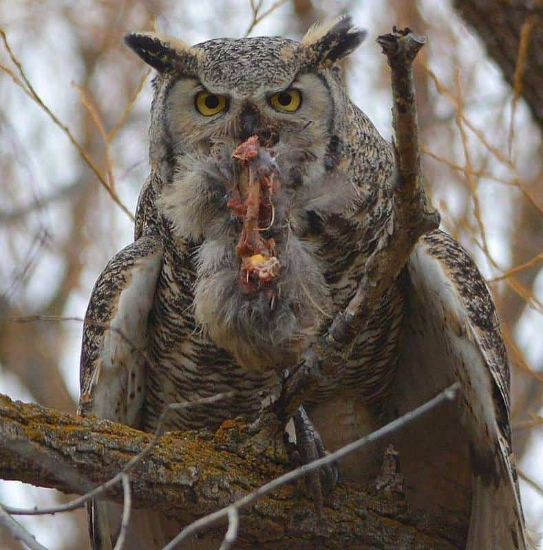 Great Horned Owl with His Lunch