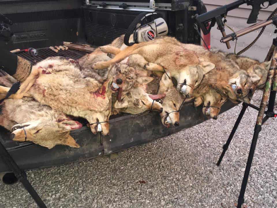 POLL: Coyote-killing contests have been outlawed in several states - should they be banned nationwide?