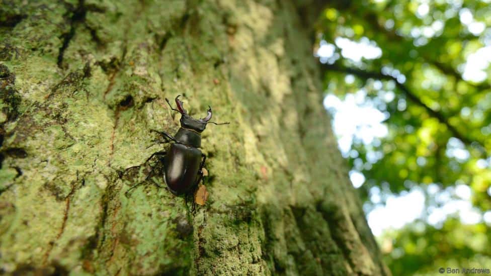 How to protect stag beetles in the UK | Focusing on Wildlife