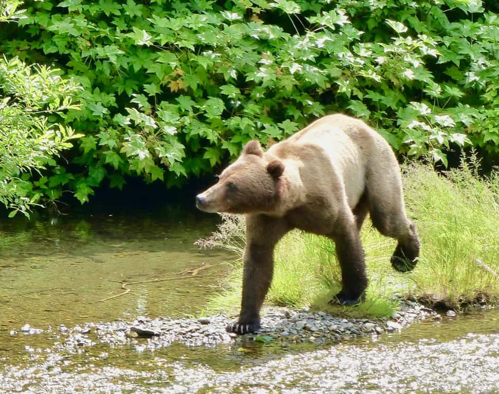 Alaska Grizzly – on the Hunt!